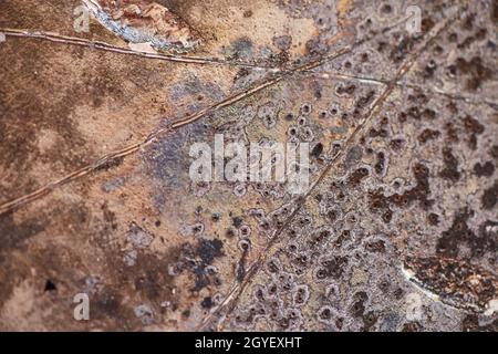 Burned and scratched hard drive data disk macro detail Stock Photo