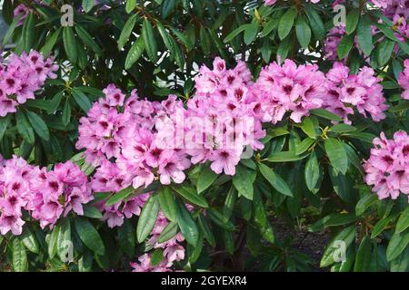 heckenpflanzen taxus Schnitthecke Eibe (Taxus baccata) main image 1