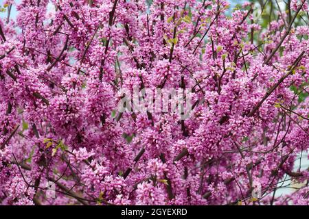 Eastern redbud (Cercis canadensis). State tree of Oklahoma. Stock Photo