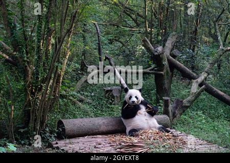Giant Panda at the Breeding Research Base, Chengdu, Sichuan Province, China Stock Photo