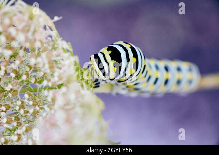Looking down on white, yellow, and black stripped caterpillar climbing white flower Stock Photo