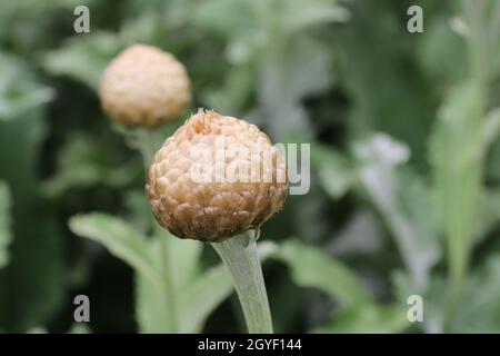 Silver coloured bud scales of the ornamental thistle, Rhaponticum centaureoides, in close up with a blurred background of leaves and stems. Stock Photo