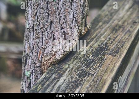 Old wood railing with tree growing around it Stock Photo
