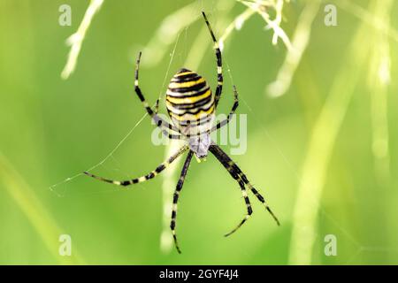 Argiope bruennichi (wasp spider) on web, invasive species of orb-web spider distributed throughout central Europe, Czech Republic wildlife Stock Photo