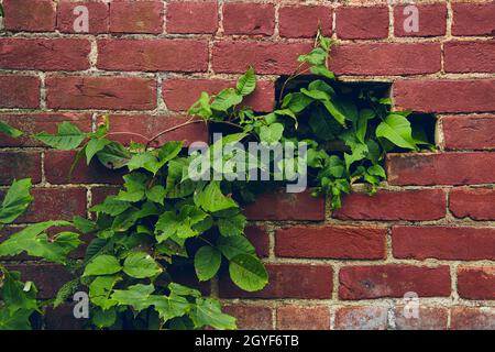 Green vines growing into hole of red brick wall Stock Photo
