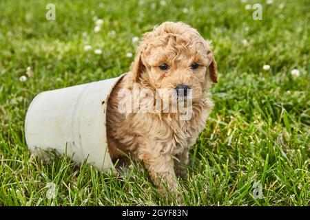 Adorable Goldendoodle puppy sitting inside small pot Stock Photo