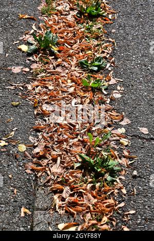 autumal painted leaves on a street in a row in sun Stock Photo