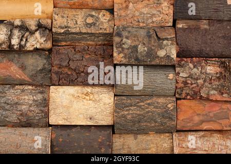 bark of different trees, background, isolated on white Stock Photo