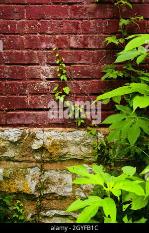 Red brick and gray stone wall with young vine growing Stock Photo