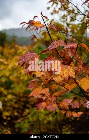 Vertical photo of red maple tree leaves turning color in Algonquin Provincial Park in Ontario, Canada. Stock Photo