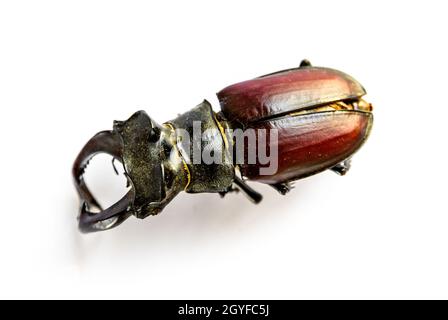 Dried european stag beetle isolated on white background Stock Photo