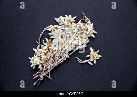 Dried Edelweiss flower isolated on black background. Stock Photo