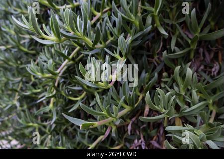 Hardy desert plant detail, natural life Stock Photo