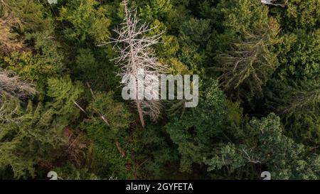 Diagonall view of coniferous tree stand with dry dead spruce tree still standing, Bialowieza Forest, Poland, Europe Stock Photo