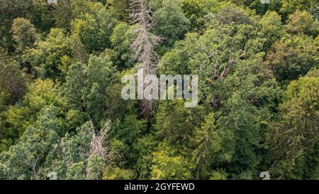 Diagonall view of coniferous tree stand with dry dead spruce tree still standing, Bialowieza Forest, Poland, Europe Stock Photo