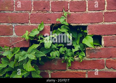 Red brick wall with hole filled by green vines Stock Photo
