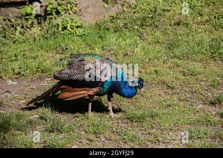 blue peacock rooster struts around Stock Photo