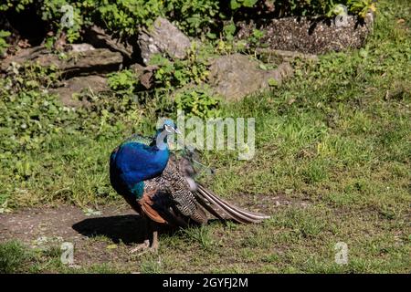 blue peacock rooster struts around Stock Photo