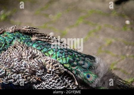 blue peacock rooster struts around Stock Photo