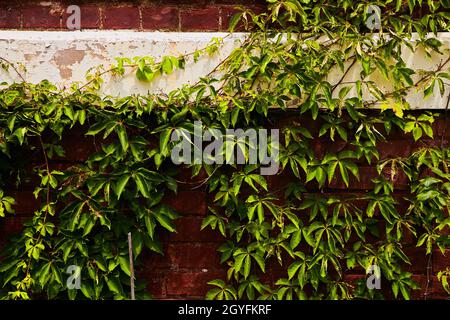 Green ivy growing on red brick wall with row of peeling white paint Stock Photo