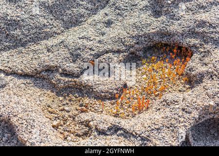 Boulders and rocks with orange red moss lichen on the coast of Kos Island in Greece. Stock Photo