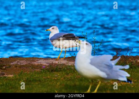 Two seagulls with one ruffling its feathers and the other being judgmental all-in front of a very blue body of water Stock Photo