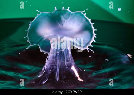 White and purple mushroom water drop on green water background Stock Photo