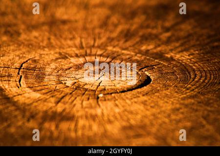 Tree stump with rings of age Stock Photo