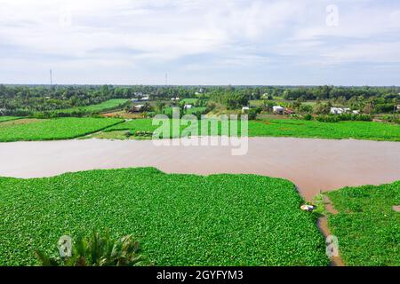 Area specialized in cultivating water hyacinth to make handicrafts in Hau Giang, Stock Photo