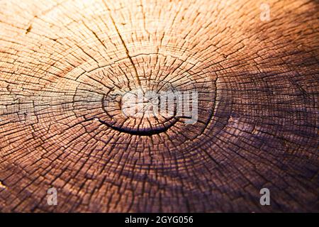 Tree stump with rings of age and cracked wood Stock Photo