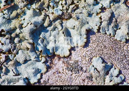 Some cracked earth or dirt with dull green leaves Stock Photo