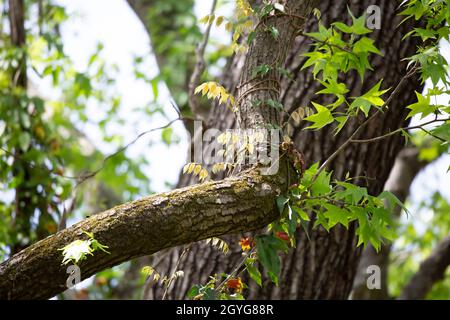 Vine with yellow leaves winding down a tree limb Stock Photo