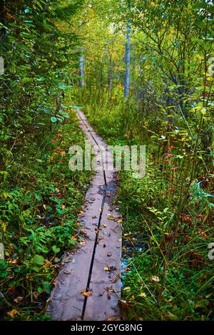 Simple two plank walkway through overgrowth in a forest Stock Photo