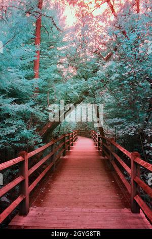 Infrared forest of teal that has trees leaning over a red wood path Stock Photo