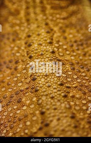 A spotted lizard skin with brown and dark brown spots Stock Photo