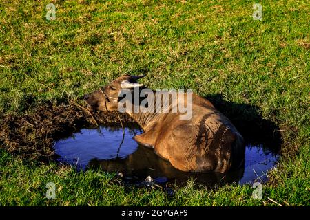 Water buffalo taking a cool dip in the mud in Vietnam Stock Photo