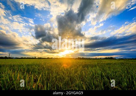 So many rice fields in the small tourist city of Hoi an, Vietnam. Dramatic cloud formations over this sunset. Stock Photo
