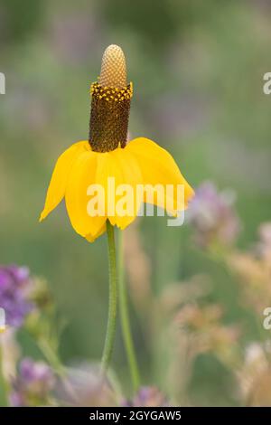 Prairie Coneflower (Yellow Coneflower) wildflower growing in a prairie grassland. Ratibida columnifera Stock Photo