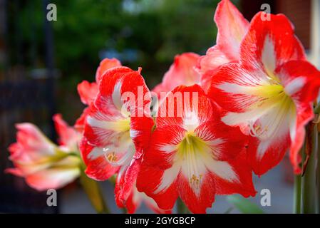 Hyppeastrum reginae, beautiful exotic colorful flower, Skopelos, Greece Stock Photo