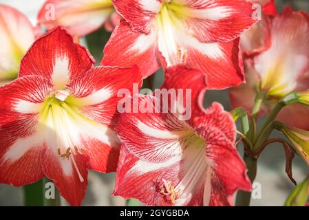 Hyppeastrum reginae, beautiful exotic colorful flower, Skopelos, Greece Stock Photo