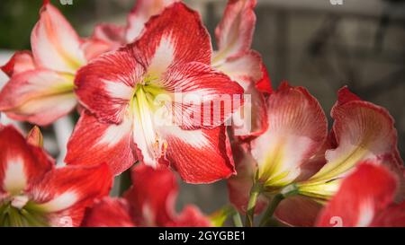 Hyppeastrum reginae, beautiful exotic colorful flower, Skopelos, Greece Stock Photo