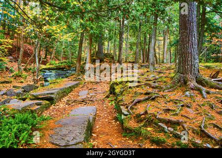 Pine needles on forest floor with tree roots exposed and a forest Stock Photo