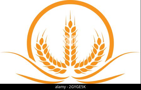 Organic Platter Wheat Daliya,Broken Wheat,Gehu ka Daliya, Khapli Wheat  Daliya,High Protein-PO Whole Wheat Price in India - Buy Organic Platter  Wheat Daliya,Broken Wheat,Gehu ka Daliya, Khapli Wheat Daliya,High  Protein-PO Whole Wheat online