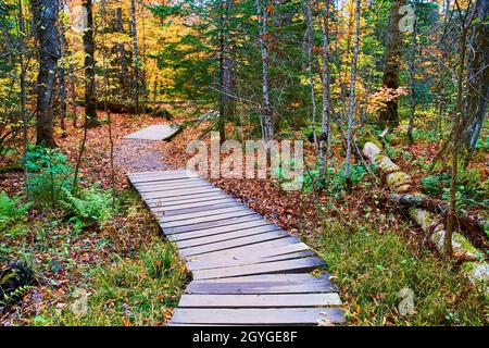 Winding wood planks through forest with fallen leaves across the path and a fallen decaying tree with a vine on it Stock Photo