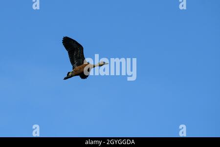 Lesser whistling duck flying to the sun with blue sky and clouds. It also known as Indian whistling duck or lesser whistling teal. Stock Photo