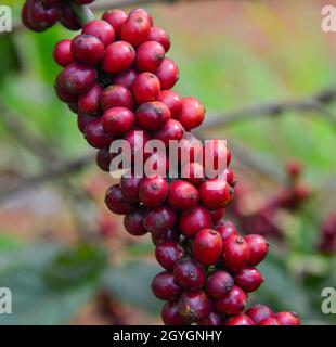 Fruit-laden coffee trees are in the harvest season on a farm in Dalat, Vietnam. Stock Photo