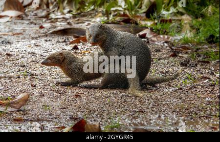 The pair of Indian grey mongoose (Urva edwardsii) mating with pleasure. It is a mongoose species native to the Indian subcontinent and West Asia. Stock Photo