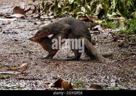 The pair of Indian grey mongoose (Urva edwardsii) mating with pleasure. It is a mongoose species native to the Indian subcontinent and West Asia. Stock Photo