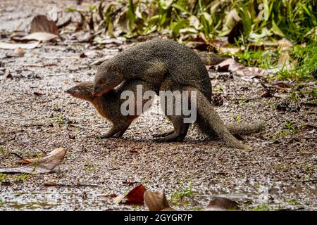 The pair of Indian grey mongoose (Urva edwardsii) mating with pleasure. It is a mongoose species native to the Indian subcontinent and West Asia. Stock Photo