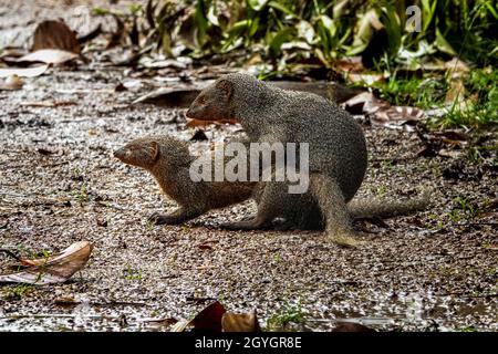 The pair of Indian grey mongoose (Urva edwardsii) mating with pleasure. It is a mongoose species native to the Indian subcontinent and West Asia. Stock Photo